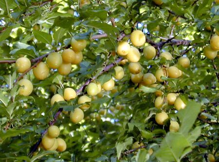 Kirschpflaumen gelb - ähnlich den Kriecherl