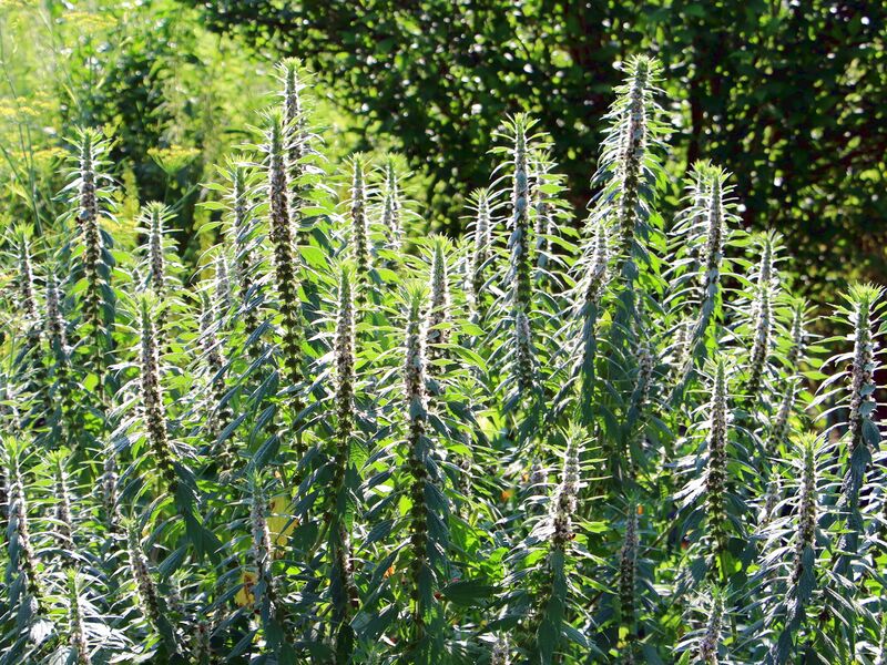 Datei:SG Herzgespannpracht Stock.jpg