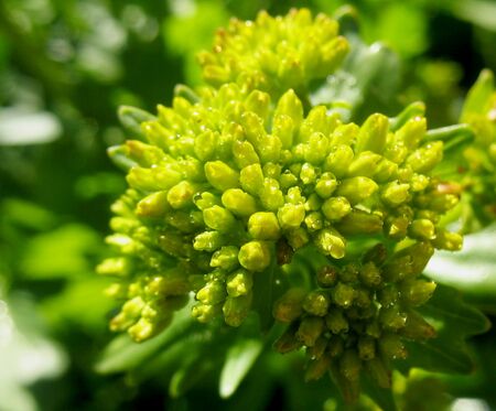 SG Kreuzblütler Blüte - orientalisches Zackenschötchen