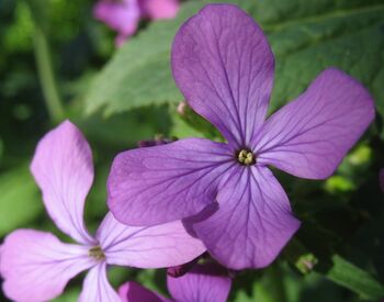 SG Violenblüte 01