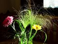 Dekoblumen Abendlicht.jpg