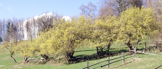 Dirndlzeiler zur Blüte