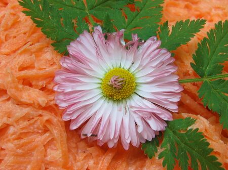 Karottensalat-Dekoblüte