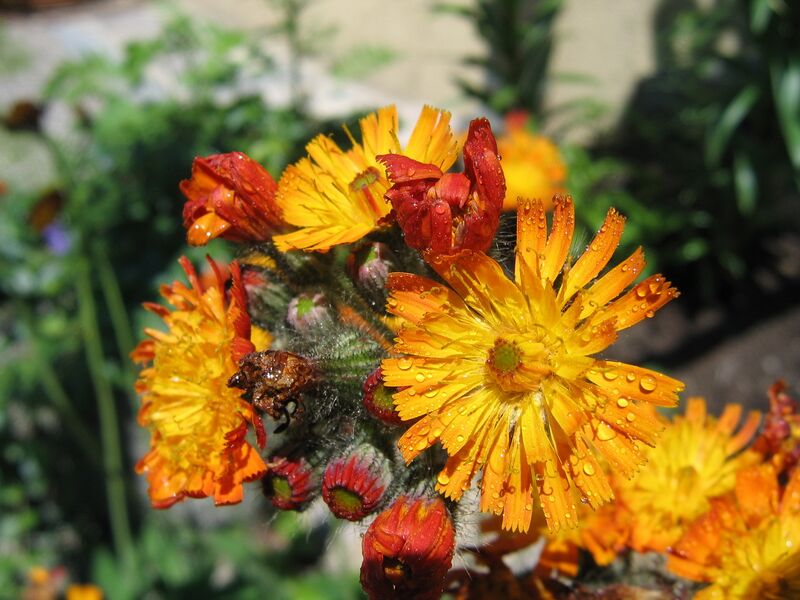 Datei:SG Korbblütler Tau.jpg