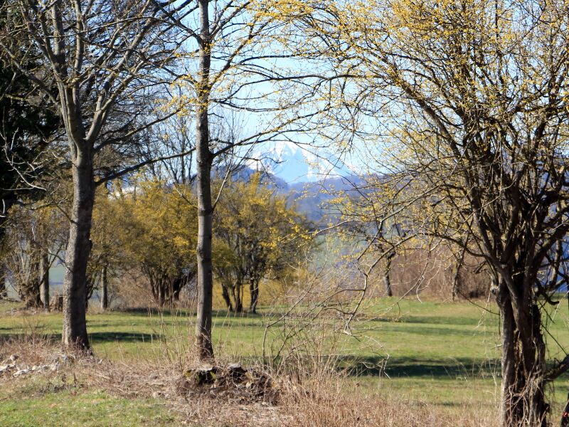 Datei:Dirndlblüte Eben frei geschnitten.JPG