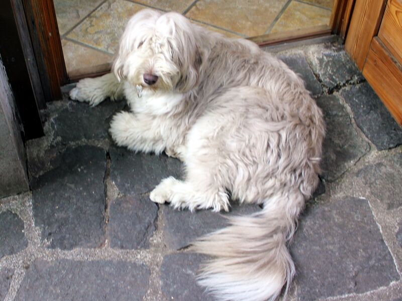 Datei:Hund Paula lernt Grenzen.jpg