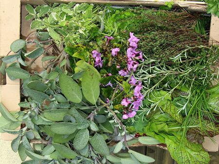 Würzkräuter-Ernte im November