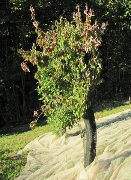 Datei:Dirndlernte junge Jolico.jpg