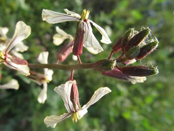 Einjährige Rauke -Blüte