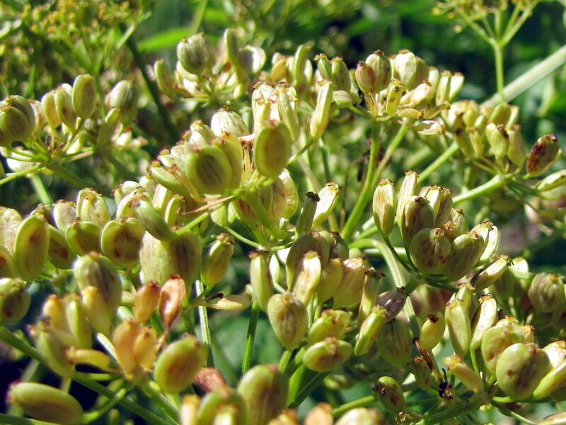 Datei:SG Pastinak-Samen.jpg