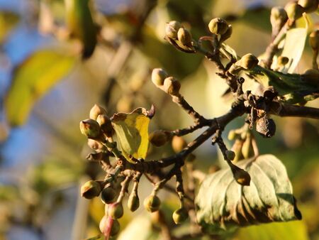 Dirndlknospen sind schon im Herbst fertig