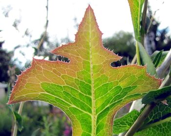 Lattichblatt im August - Gegenlicht