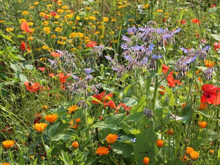 Blütenpotpurri im Naturgarten - Juni