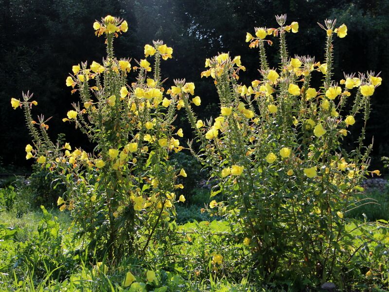 Datei:SG Nachtkerzen in Fülle.JPG
