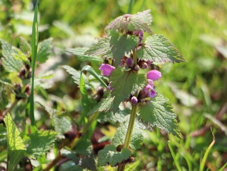 köstliche Taubnessel - auch im Herbst nutzbar