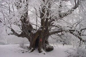 Bild:Bärntallacke - Winteridyll Auer.jpg
