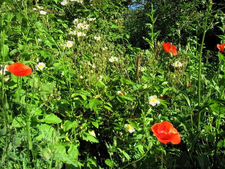 Biodiversität in Steinschaler Produktionsgärten