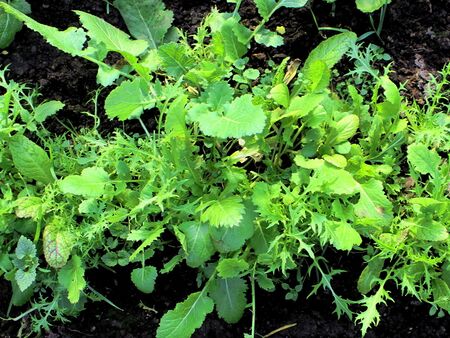 Asiasalate Anfang März im Folientunnel 2