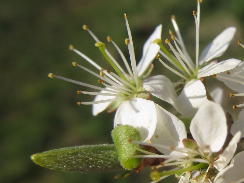 Datei:SG Schlehenblüte3.jpg