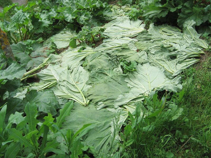 Datei:Mulchen mit Rhabarberblättern.jpg