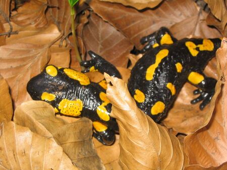 Feuersalamander beim Wandern im Buchenwald
