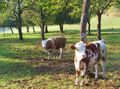 Streuobst mit Jungvieh.jpg