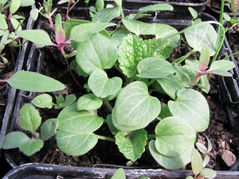 Datei:SG FT2 Jungpflanzen1.jpg