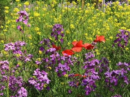 Essbare Blüten und "Schönheit" im Garten
