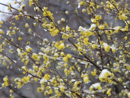 Dirndlblüte im Schnee