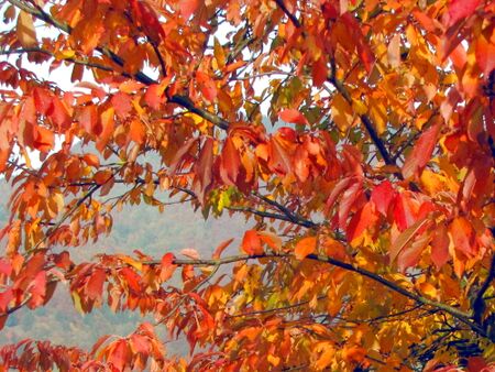 Farbenpracht im Herbst