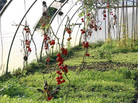 Folientunnel Pielachbett - Ende Oktober