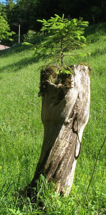 Fichte im Baumstumpf
