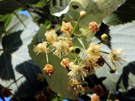 Lindenblüten