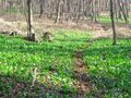 Bärlauchwanderweg.jpg
