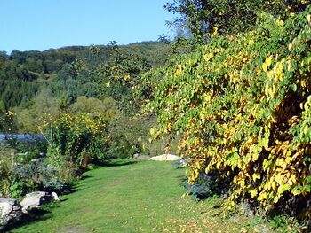 Kiwiwand beim Eingang im Herbst