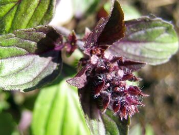 Strauchbasilikumblüte