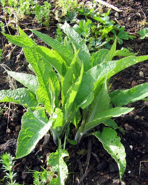 Datei:SG Beinwell hochf.jpg