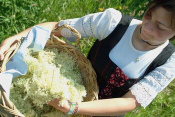 SG Cecilia bei Hollerernte