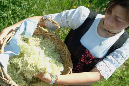 SG Cecilia bei Hollerernte