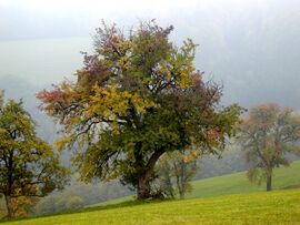 Verfärbte Most-Birnbäume