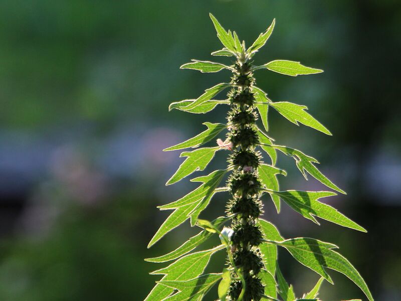 Datei:SG Herzgespann Gegenlicht.jpg