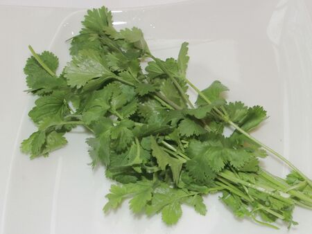 Grüner Koriander