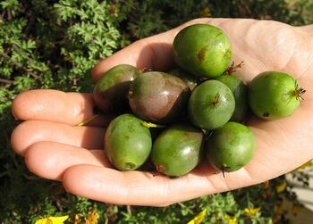 Kleine Kiwi auf Hand