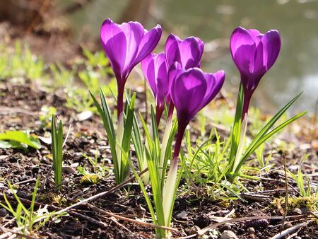 lila Krokus - Gartenfrühling pur