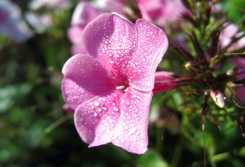 Datei:Sg Blüte Tau2.jpg