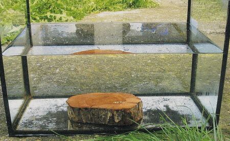 Dirndlholz - schwerer als Wasser