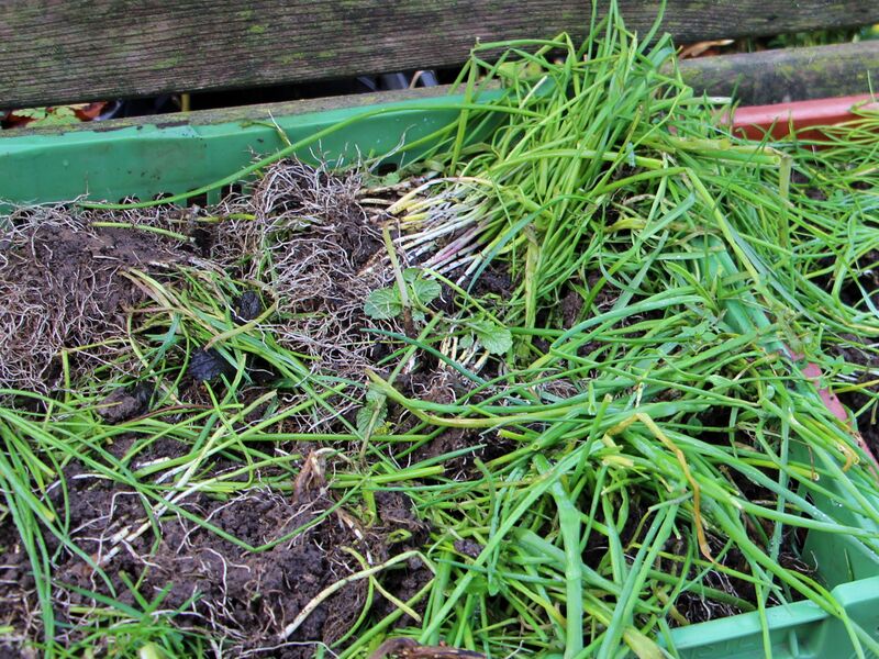 Datei:SG Schnittlauch zum Durchfrieren.jpg