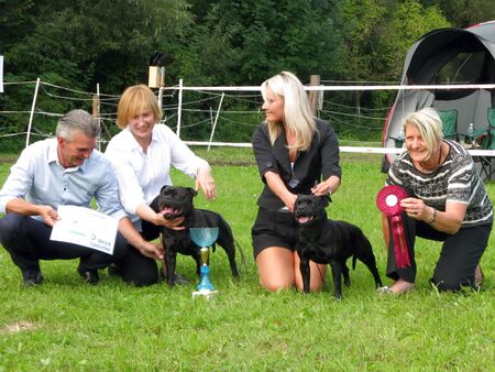 Staffordshire Bullterrier Treffen 2014