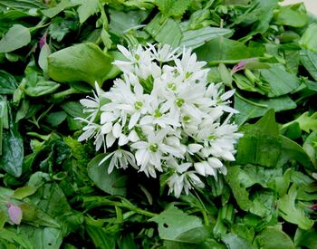 Bärlauchblüte Wildkräutersalat