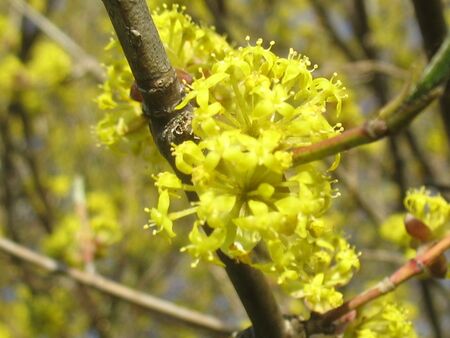 Dirndlblüte bei Astgabel